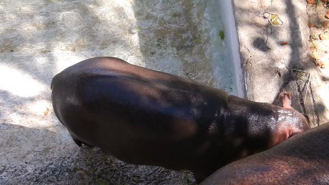 Feeding Hippos
