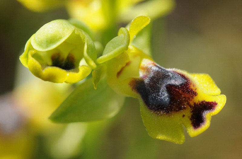 20170410-056F | Kleinblütige Gelbe Ragwurz (Ophrys sicula) bei Manfredonia. Apulien, 10.04.2017
