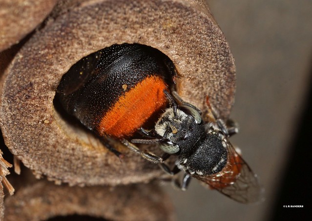 Megachile deanii