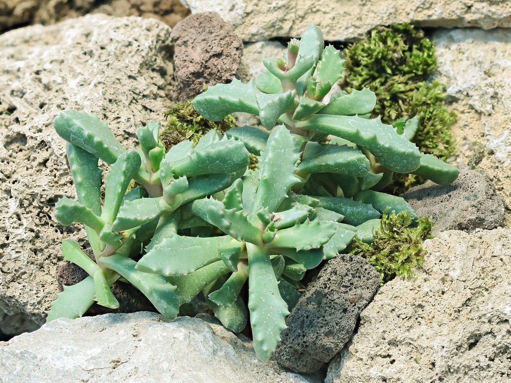 Carruanthus peersii 2461-1; Aizoaceae (1)