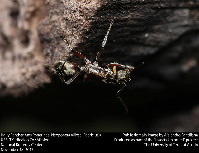 Hairy Panther Ant (Ponerinae, Neoponera villosa (Fabricius))