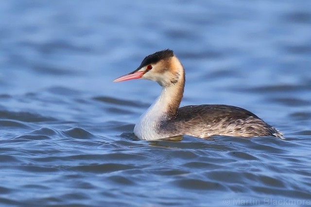 Great Crested Grebe 93687