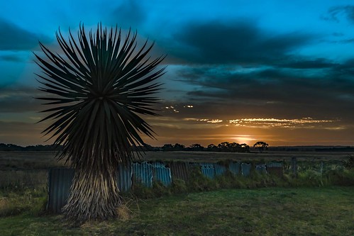 indentedhead palm palmtree landscape sunset sky tree fence geelong victoria capturingthecoast