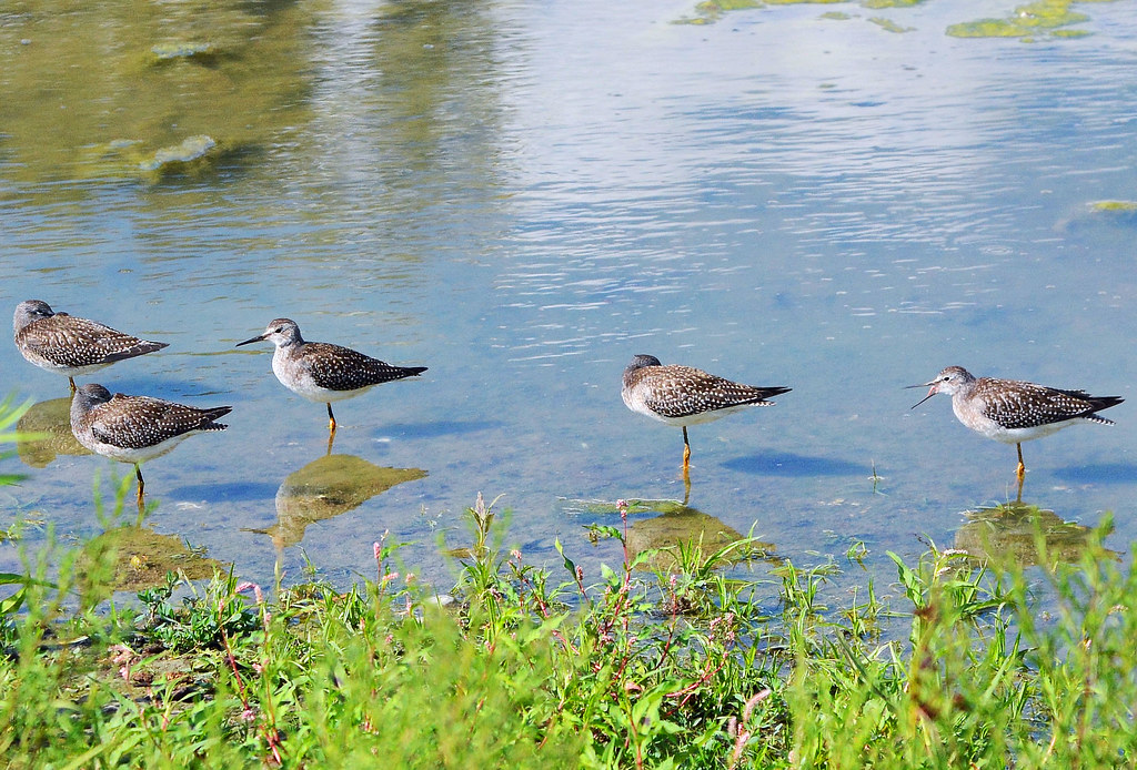 Lesser Yellowlegs at the pond