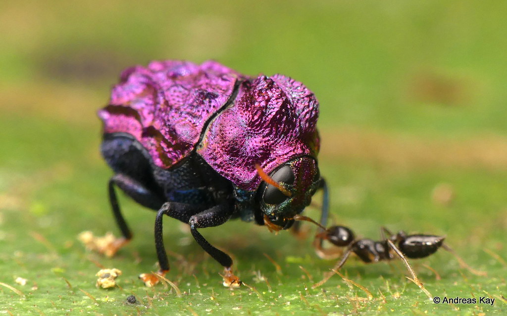 Tiny Purple Beetle, Chlamisus sp., Chrysomelidae, Cryptocephalinae, Chlamisini