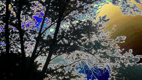 abstract silhouettes interpretations trees digitalmanipulation texture flora