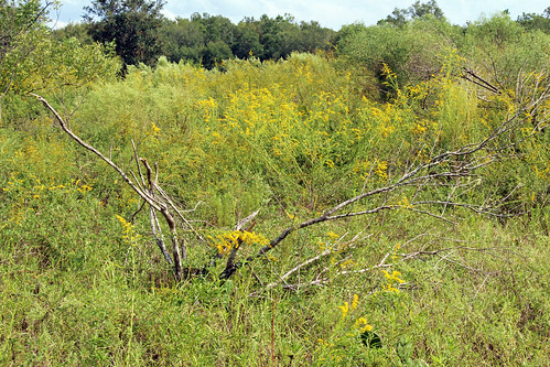 field brush grass wildflowers goldenrod fall autumn citrussprings florida