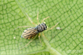 Jumping spider (Phintella sp.) - DSC_1358
