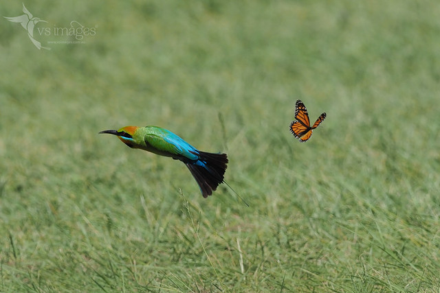 Rainbow Bee-eater & Monarch Butterfly