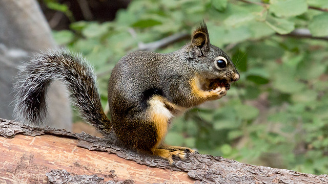 Squirrel in Yosemite National Park (USA)