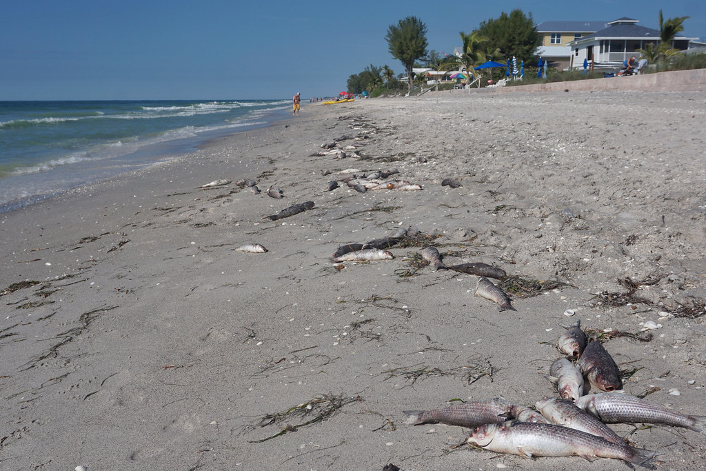 The fury of red tide