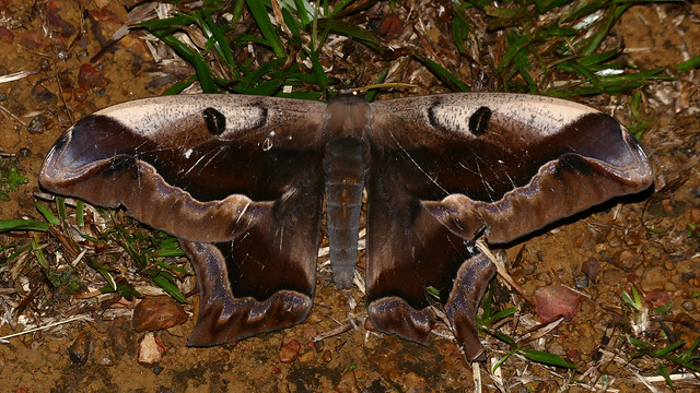 Saturniid Moth (Arsenura sylla)