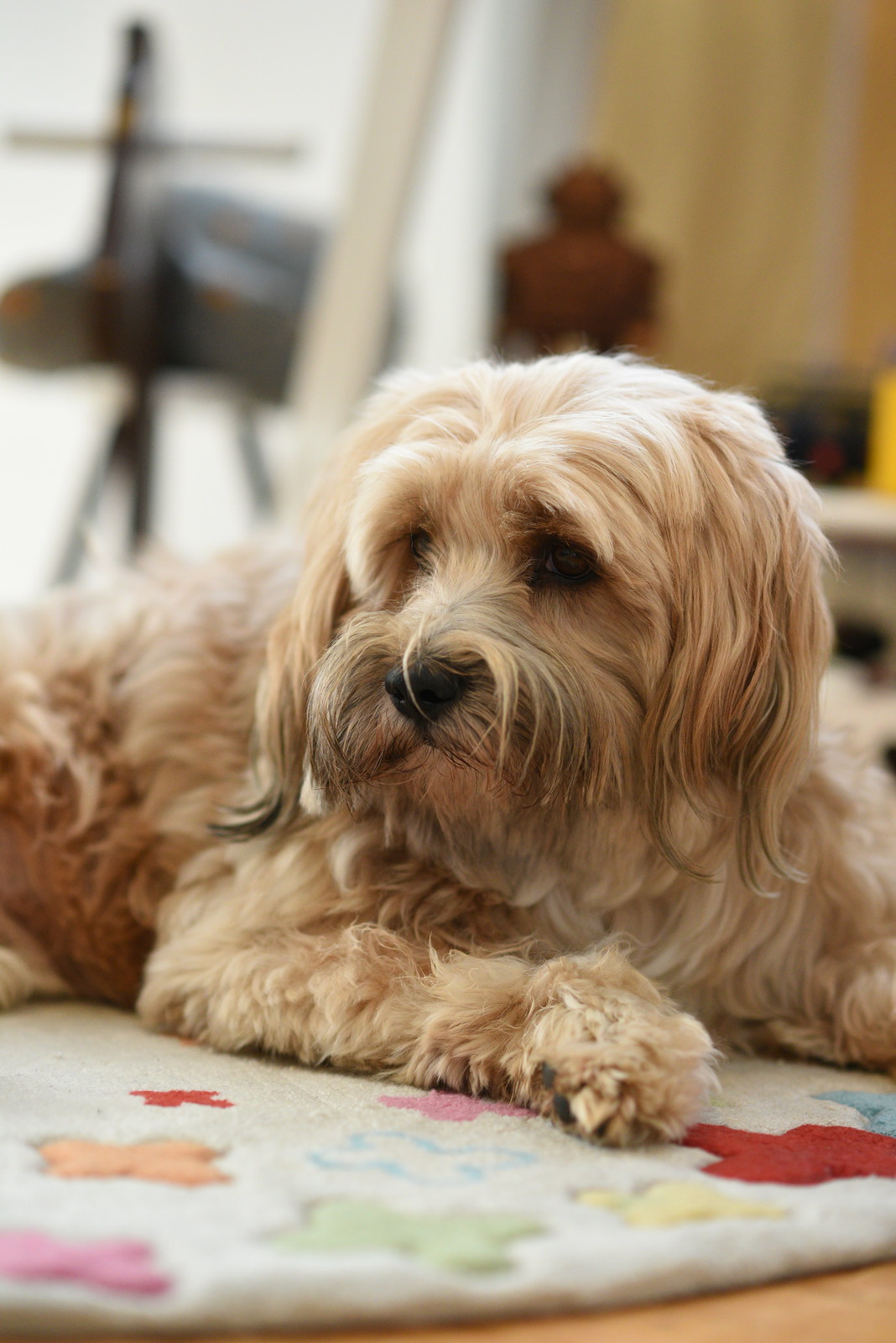 Tibet-Terrier - Dog Scanner