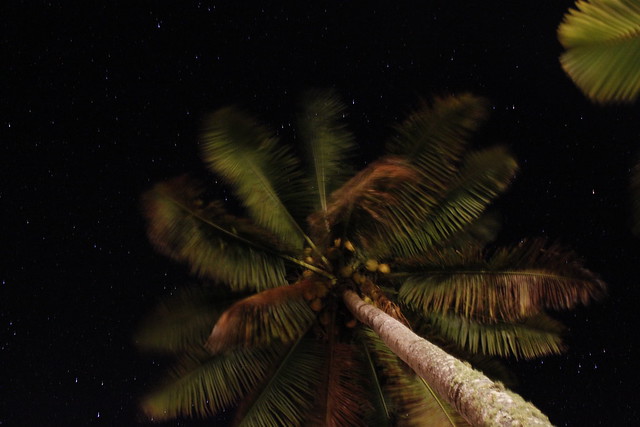 Palm tree on windy starry night