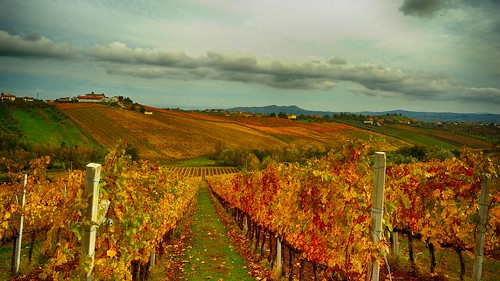 winer wine country landscape toranonuovo abruzzo montepulciano autunno autumn nikond700 explore