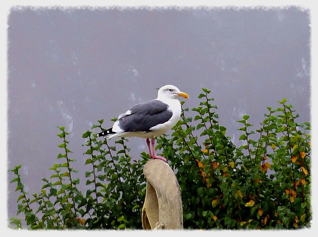 Golden Gate  Park Gull