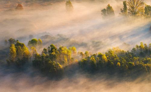 mist fog leaves foliage november autumn mood italy yellow sun rays sunrays light