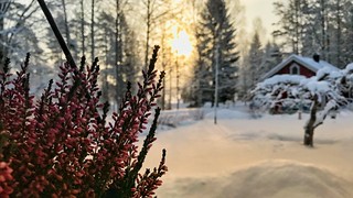 Midwinter Morning