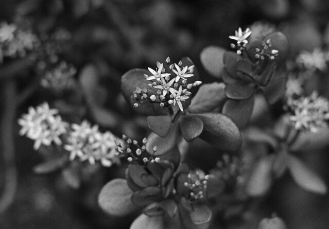 Flowers of jade