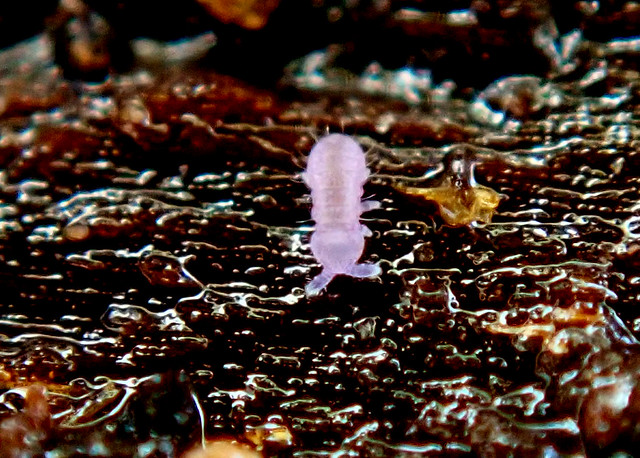Lophognathella choreutes Juvenile