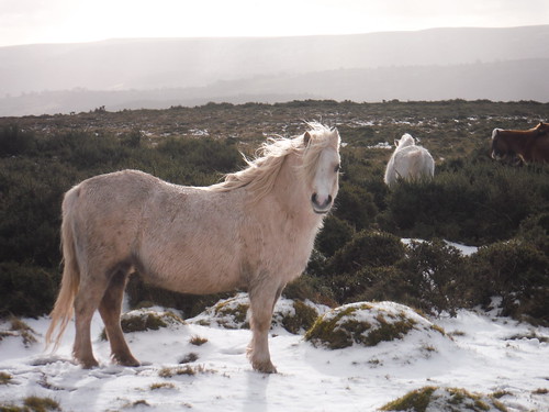 Wild Ponies on Mynydd Llangorse SWC Walk 308 - Bwlch Circular (via Mynydd Troed and Llangorse Lake)