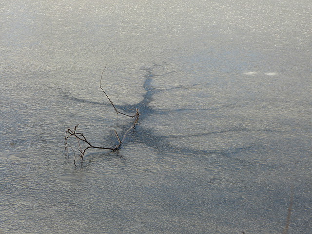 The desperate twig almost reached the shore....