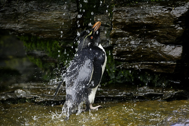 Shower Time in the Falklands - Make it rain!
