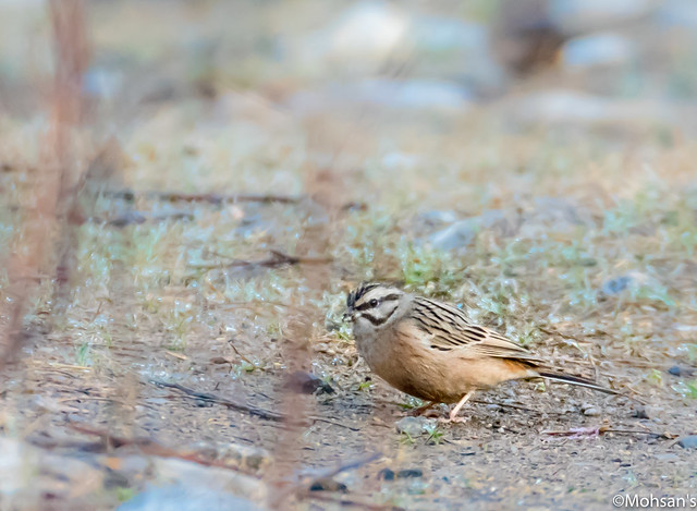 Rufous Breasted Accentor.