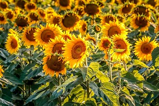 Sunflowers Sunset-13