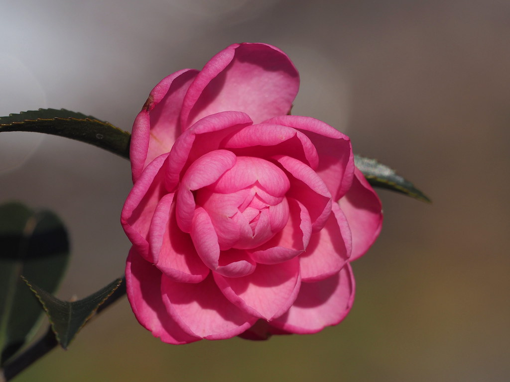 Pink camellia (乙女サザンカ) | Pink camellia (Camellia sasanqua Th… | Flickr