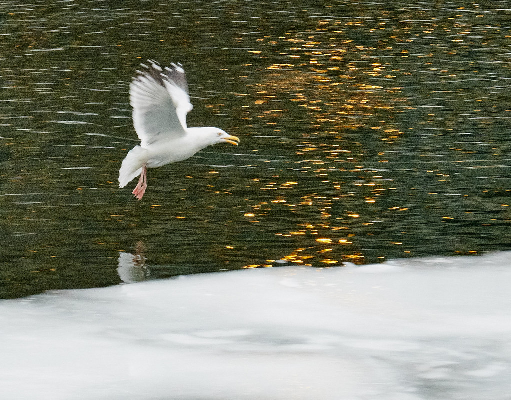 Swooping lakegull.