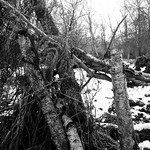 Cut and Broken Trees (Hyons Wood)