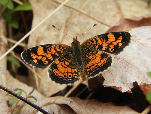 f17woo17 sgl262 phyciodestharos pearlcrescent butterfly insect