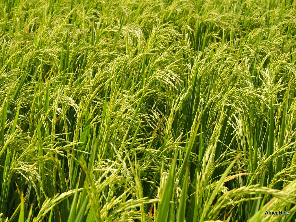 ARICA 1 | ARICA – Advanced Rice Varieties for Africa ARICA 1… | Flickr