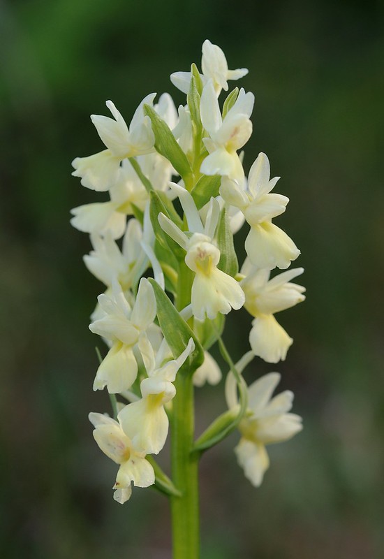 20170411-295F | Römische Fingerwurz (Dactylorhiza romana) bei Mattinata. Apulien, 11.04.2017