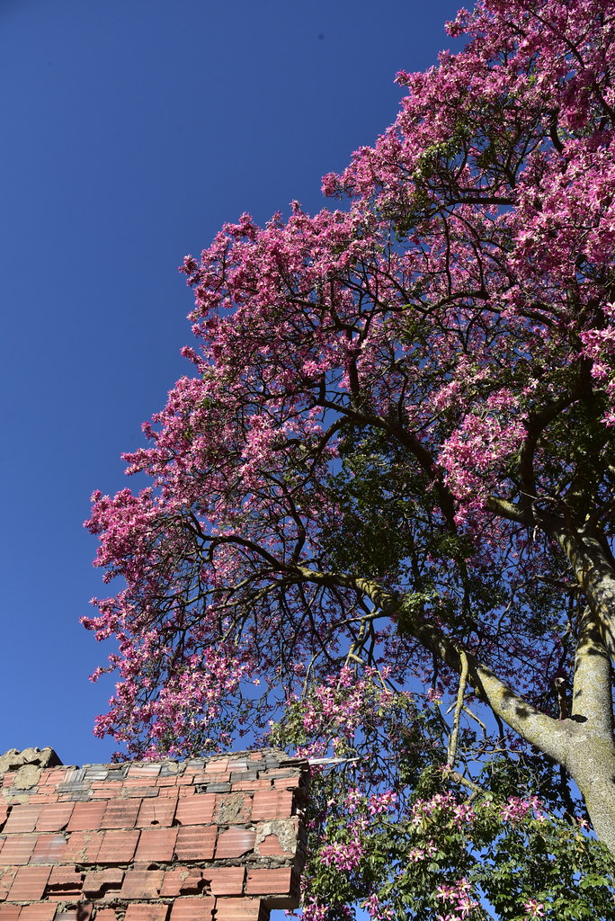 Florettseidenbaum (Ceiba speciosa); Monchique, Algarve (40)