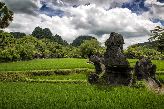 Rice Fields at the Stone forest
