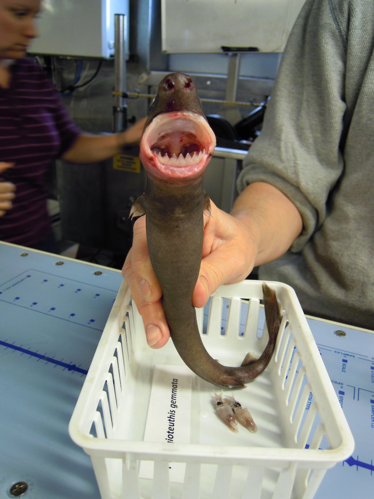 fish9099 | Cookie cutter shark (Isistius brasiliensis) Image… | Flickr