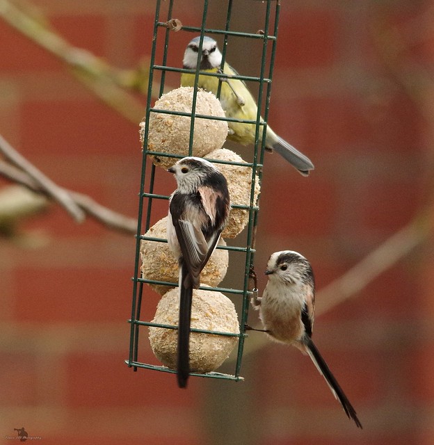 long tail tits on feeder (2)