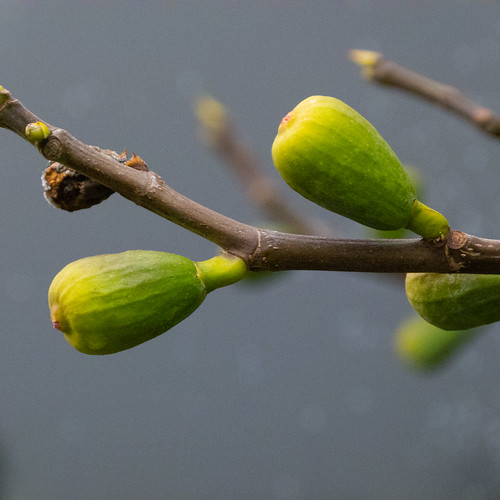 Figs, filling out