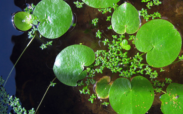 トチカガミ 鼈鏡 フロッグビットみたい ビオトープ 水生植物 水草 浮草 Hydrocharis dubia