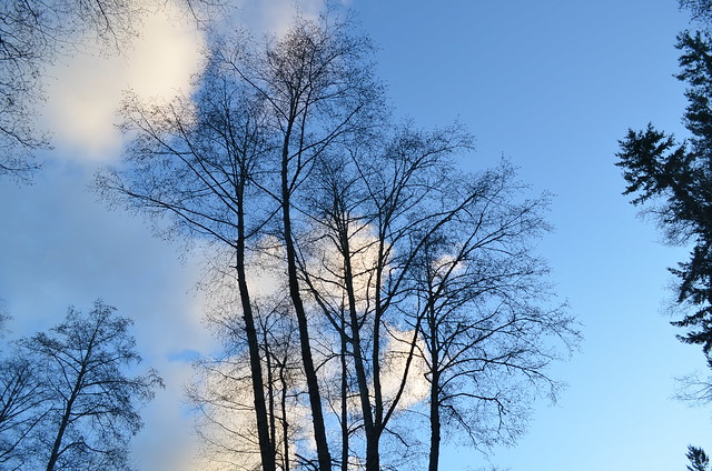 Washington State trees
