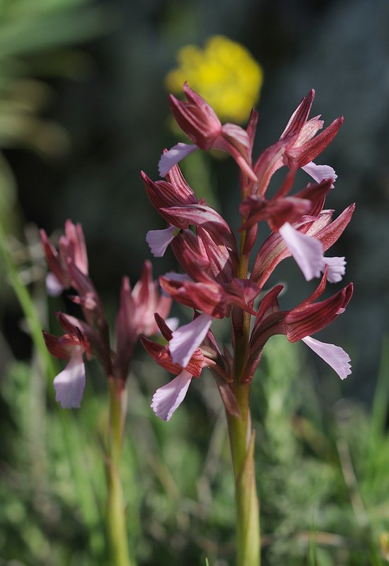 20170411-264F | Schmetterlings-Knabenkraut (Anacamptis papilionacea) bei Mattinata. Apulien, 11.04.2017