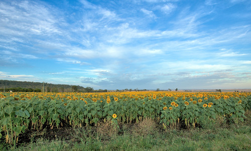 cambooya greenmount eastgreenmount etonvale canon eos eos5dmkiv sunflowers sunflowerway sunrise darlingdowns