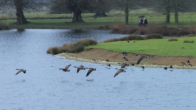 A Gaggle of Geese & A Covert of Coots..