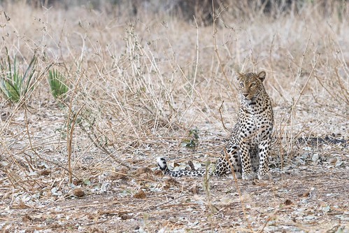leopard | by charlesgyoung