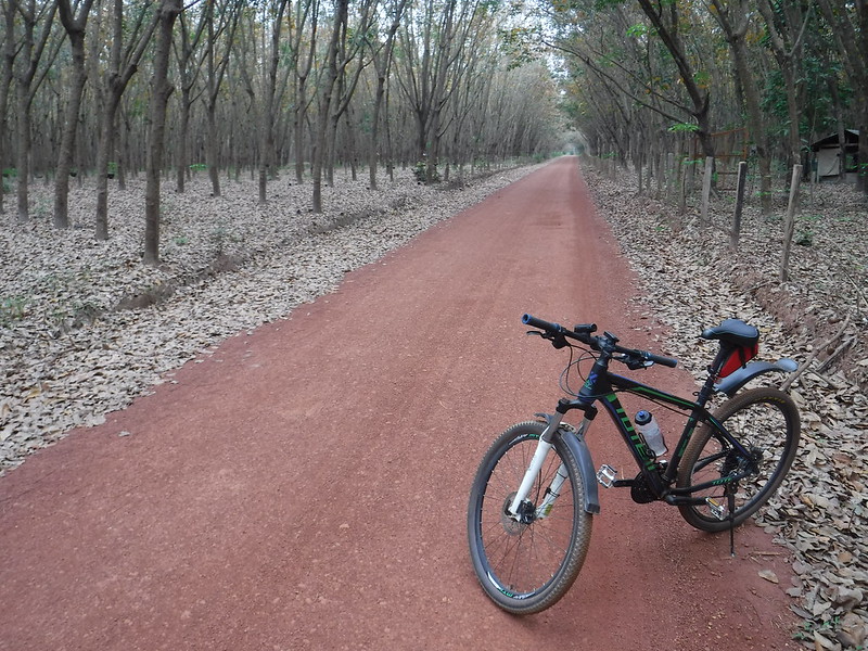 Bike in Rubber Plantation 1