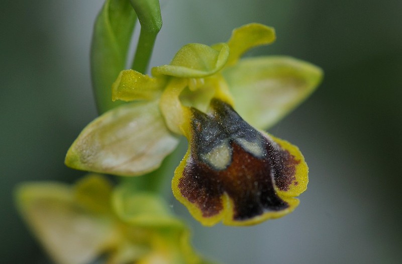 20170412-207F | Falsche Dunkle Ragwurz (Ophrys pseudomelena) bei San Salvatore. Apulien, 12.04.2017