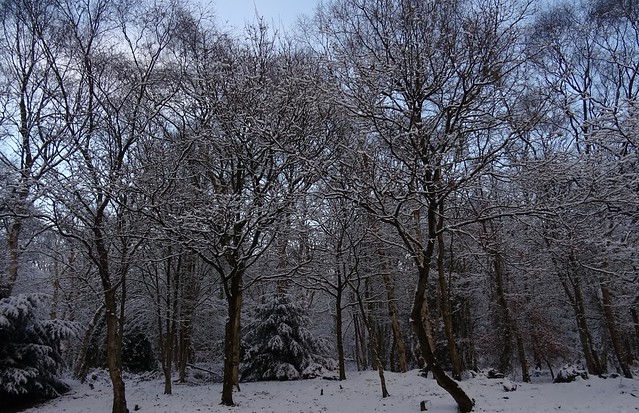 Winter Trees In The Snow Oulton Park Dec 2017