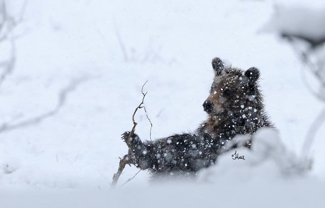 Grizzly Cub Enjoying a Springtime Snow Day - 3354b+